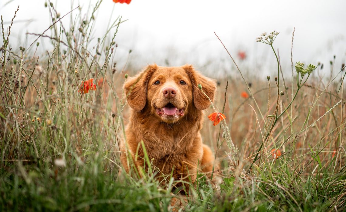 brown long coated dog on green grass