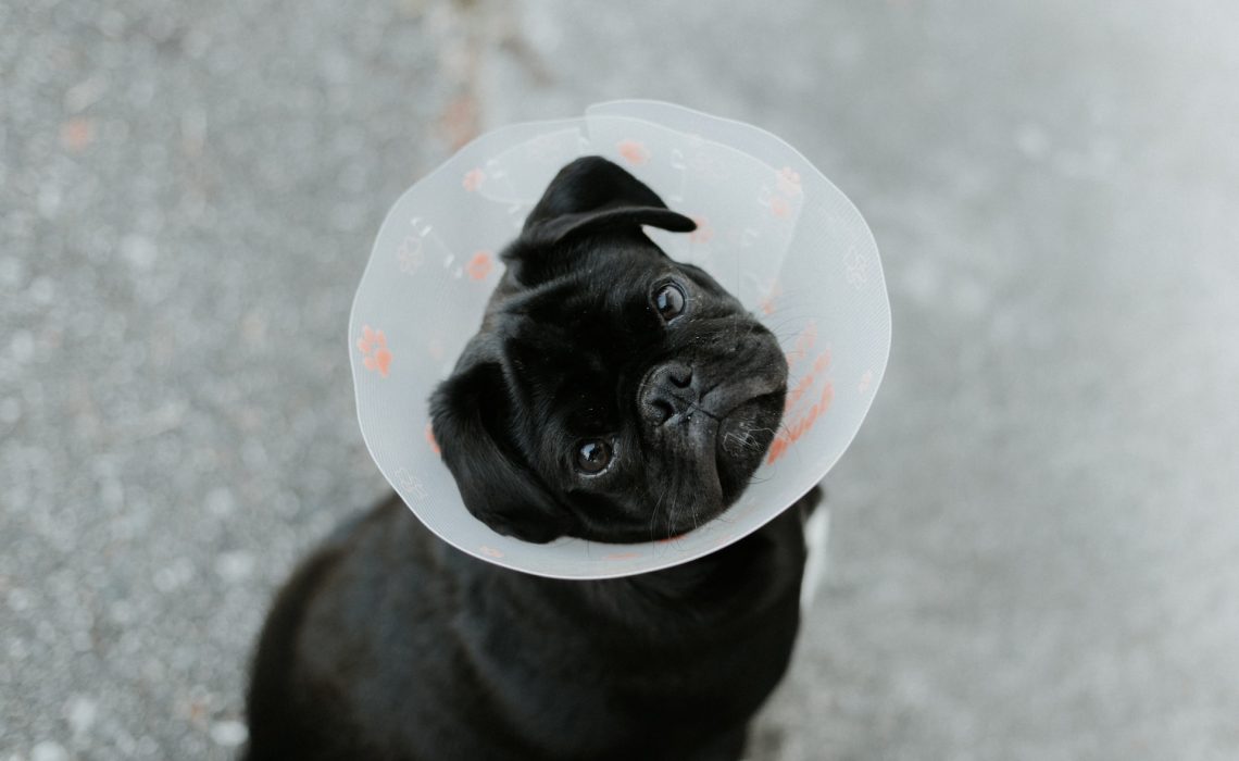 Black pug with cone on his neck