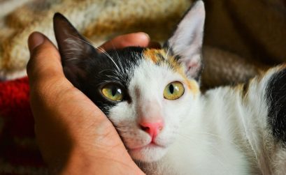 person's left hand holding a cat's face